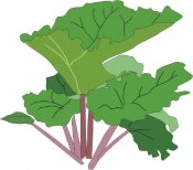 Chelsea Collection No: 2 (two) , Rhubarb Offer